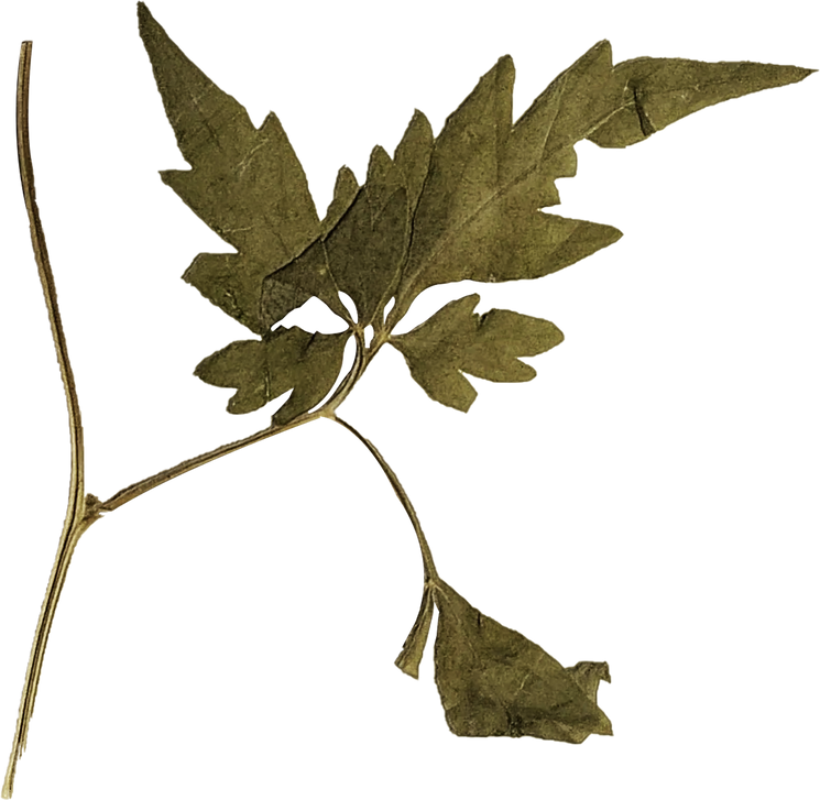 Dried and Pressed Leaves